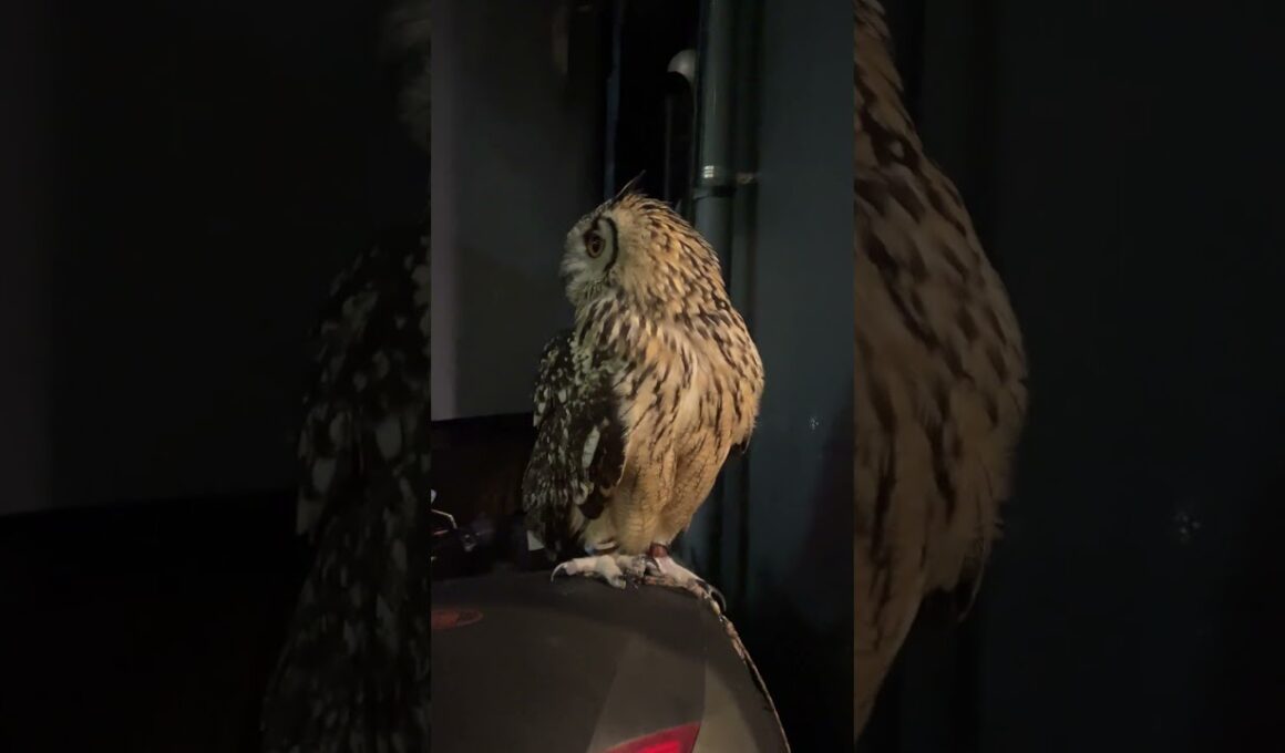 １週間お疲れ様でした☺️🦉✨2025/09/28(日)21:50 #ラーメン葫葛西店たっちゃん #owl #フクロウ