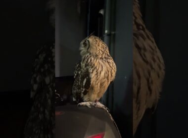 １週間お疲れ様でした☺️🦉✨2025/09/28(日)21:50 #ラーメン葫葛西店たっちゃん #owl #フクロウ