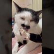 猫の世界では、これが入浴