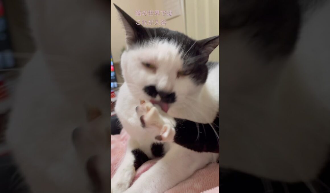 猫の世界では、これが入浴