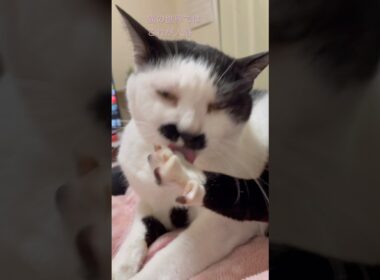 猫の世界では、これが入浴