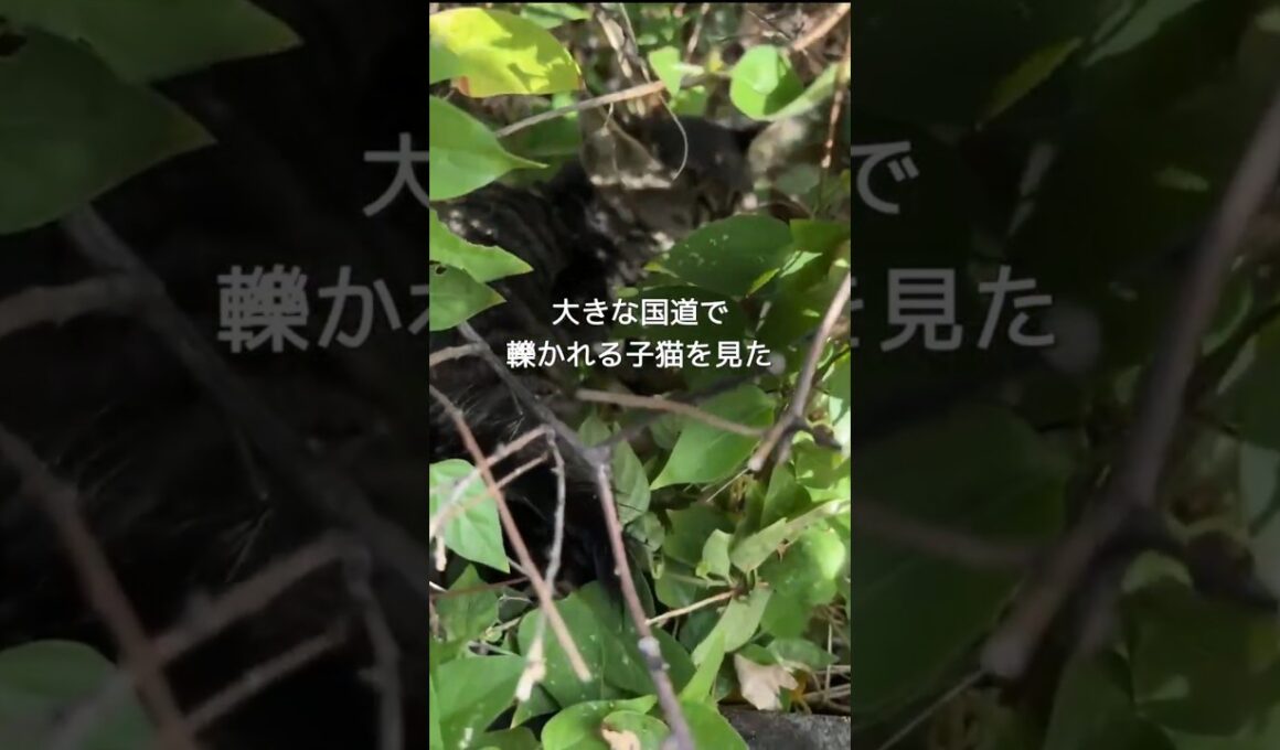 大きな国道で後ろ足を引きずりながら動けなくなった子猫  #shorts #保護猫 #子猫