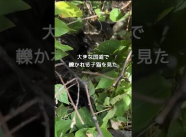 大きな国道で後ろ足を引きずりながら動けなくなった子猫  #shorts #保護猫 #子猫