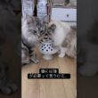ラブラブな大型猫#メインクーン #mainecoon #ragdoll #ラグドール #猫のいる暮らし