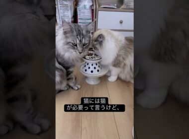 ラブラブな大型猫#メインクーン #mainecoon #ragdoll #ラグドール #猫のいる暮らし