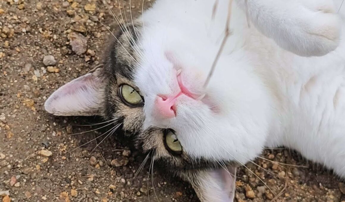 寝てる猫をちょっかい出したら…へそ天で牙剥き出し！？【野良猫 地域猫】If You Mess With a Sleeping Cat... It Shows Its Fangs in Rage!?