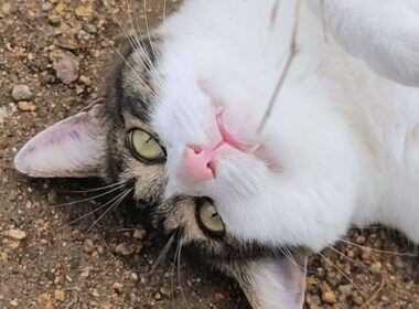 寝てる猫をちょっかい出したら…へそ天で牙剥き出し！？【野良猫 地域猫】If You Mess With a Sleeping Cat... It Shows Its Fangs in Rage!?