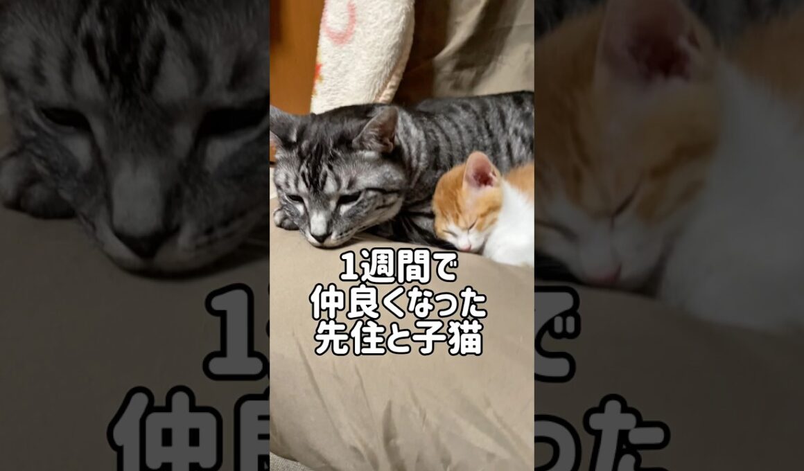 1週間で仲良くなった先住猫と子猫の現在の姿がこちら#shorts