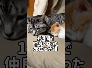 1週間で仲良くなった先住猫と子猫の現在の姿がこちら#shorts
