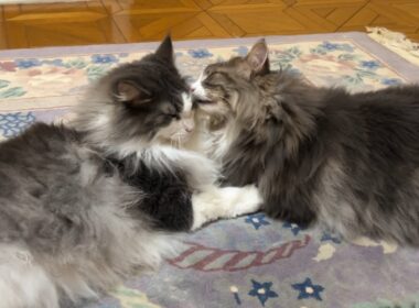 【仲良し♡】微笑ましすぎる兄弟の日常がカワイイ💖ノルウェージャンフォレストキャット