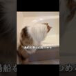 故郷ノルウェーに想いを馳せるノルウェージャンフォレストキャット