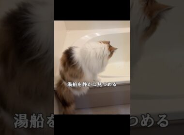 故郷ノルウェーに想いを馳せるノルウェージャンフォレストキャット