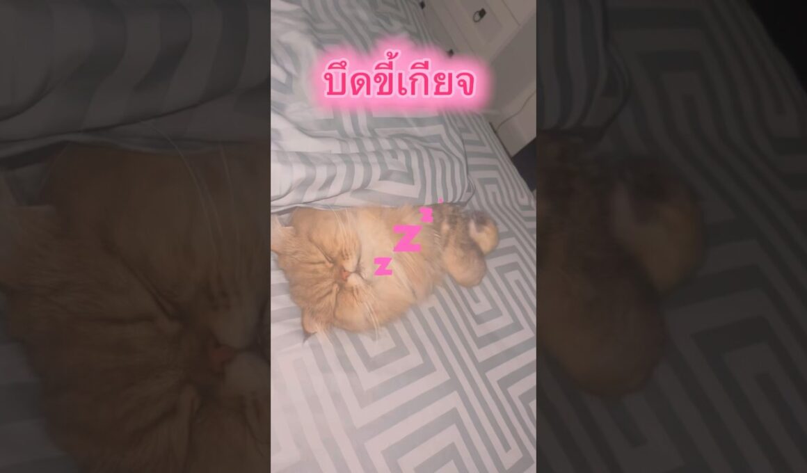 นิสัยเบื้องต้นของเปอร์เซีย #cat #cutecat #golden แมว #cute #pets