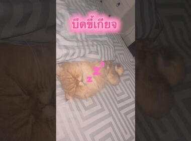 นิสัยเบื้องต้นของเปอร์เซีย #cat #cutecat #golden แมว #cute #pets