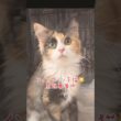 #メインクーン子猫　#里親募集中子猫アゴはネコ  #里親募集中
