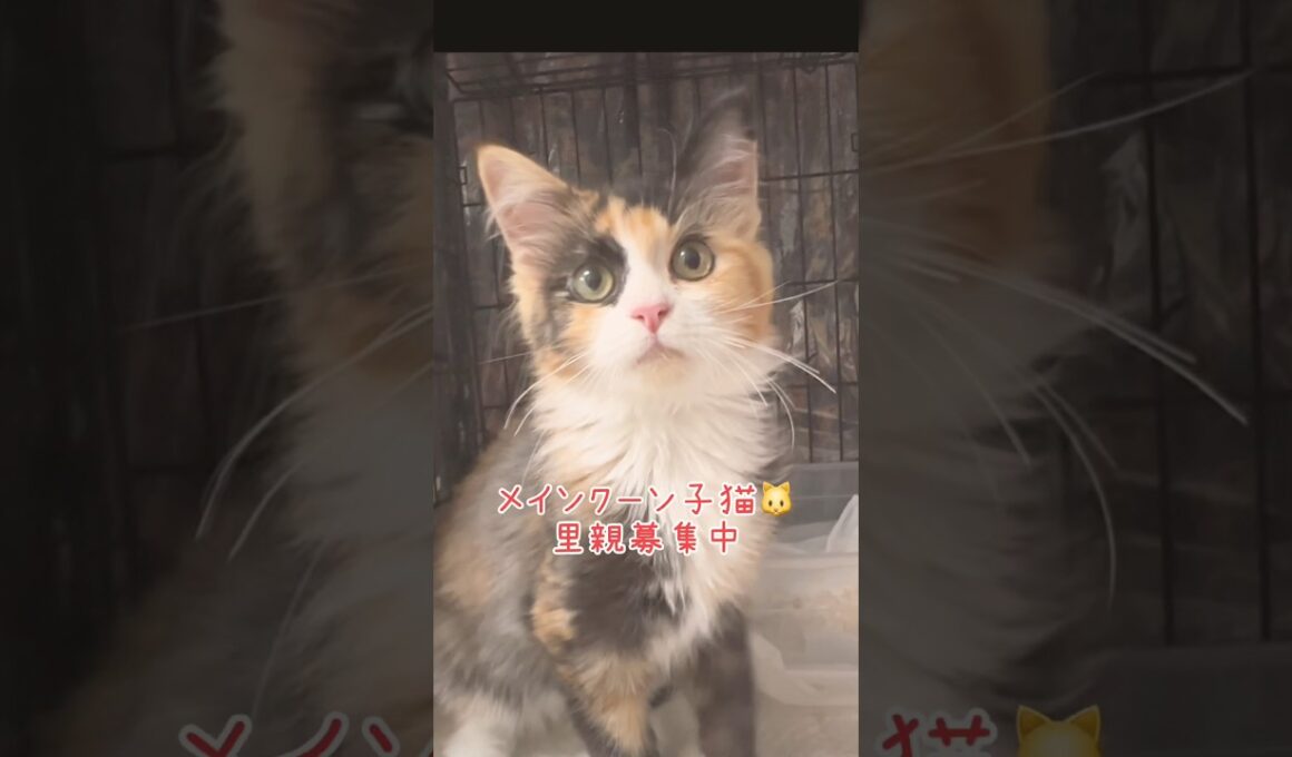 #メインクーン子猫　#里親募集中子猫アゴはネコ  #里親募集中