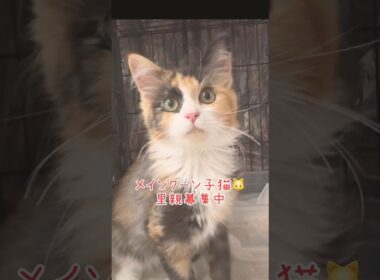#メインクーン子猫　#里親募集中子猫アゴはネコ  #里親募集中