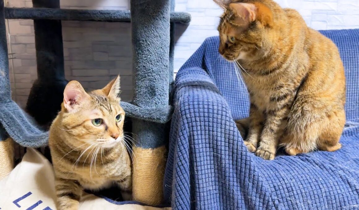 姉猫が好きすぎる妹猫の行動が可愛すぎました...笑