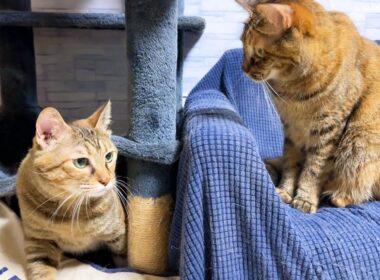 姉猫が好きすぎる妹猫の行動が可愛すぎました...笑