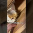 突然姿を消した短足マンチカンの子猫
