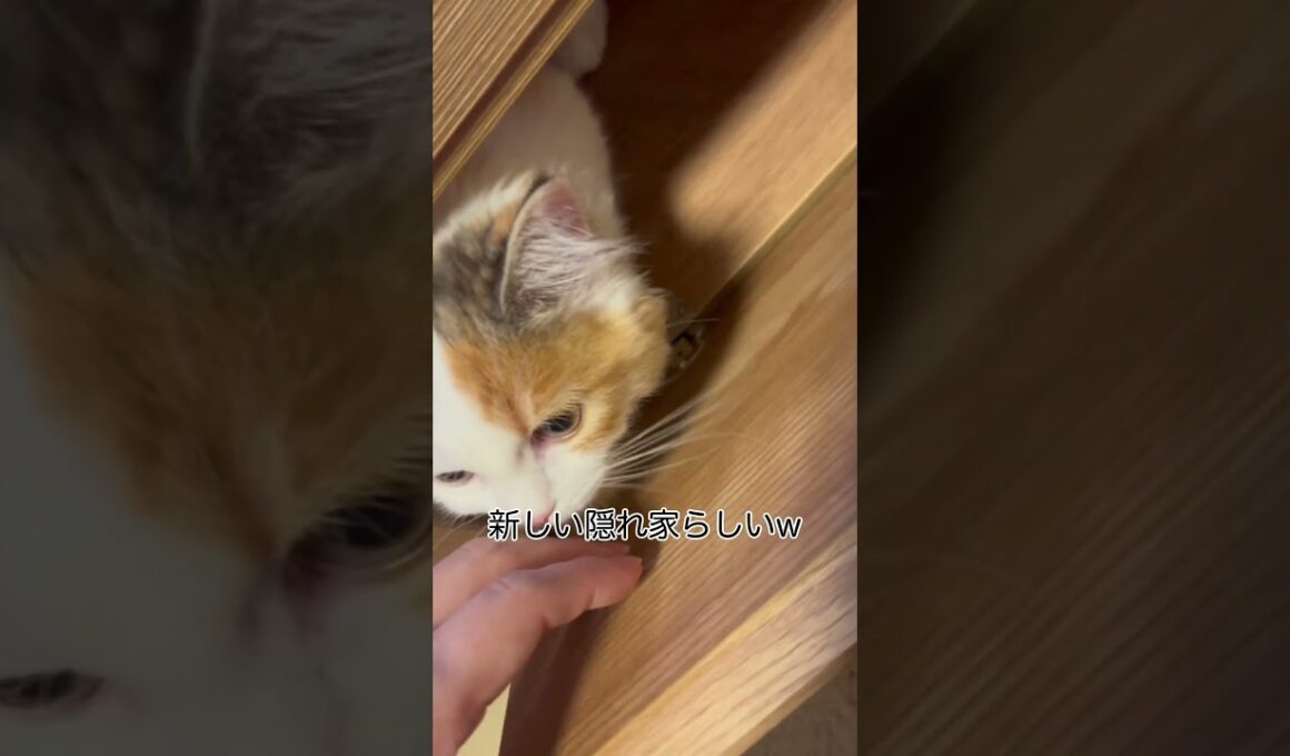突然姿を消した短足マンチカンの子猫
