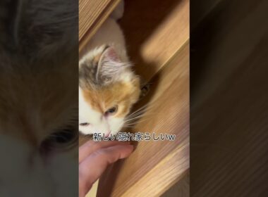 突然姿を消した短足マンチカンの子猫