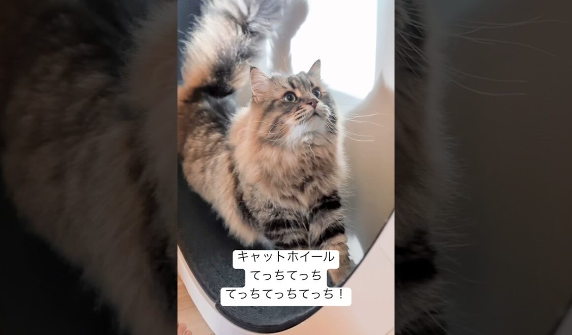 キャットホイールだいすきねこたん #cat #サイベリアン #猫 #ヤマネコ