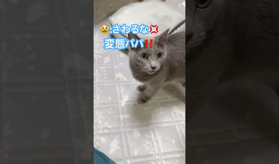 イケボでパパを撃退‼️ #猫 #ロシアンブルー #shorts