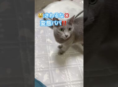 イケボでパパを撃退‼️ #猫 #ロシアンブルー #shorts