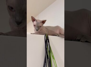 冷蔵庫の上がお気に入りの猫スルタン【スフィンクス】