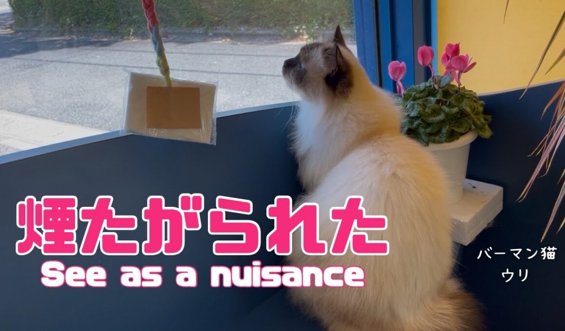 バーマン猫ウリ【煙たがられた】See as a nuisance（バーマン猫）Birman/Cat