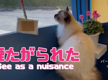 バーマン猫ウリ【煙たがられた】See as a nuisance（バーマン猫）Birman/Cat