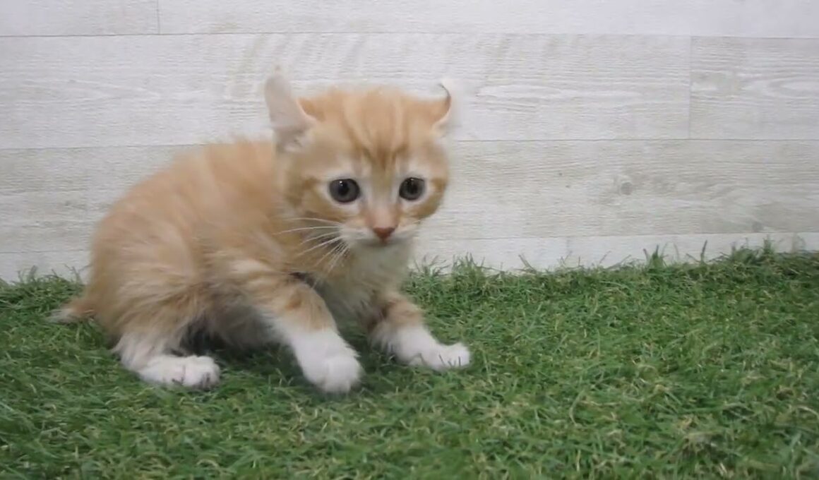 ペットショップcoo&riku No.00715665 アメリカンカール