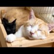 先住猫の横にすっぽりはまる保護子猫