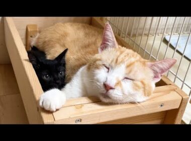 先住猫の横にすっぽりはまる保護子猫