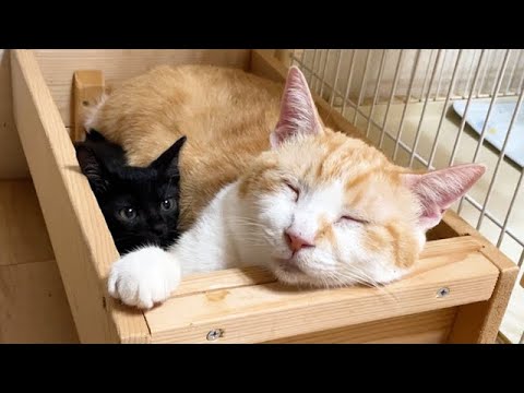 先住猫の横にすっぽりはまる保護子猫