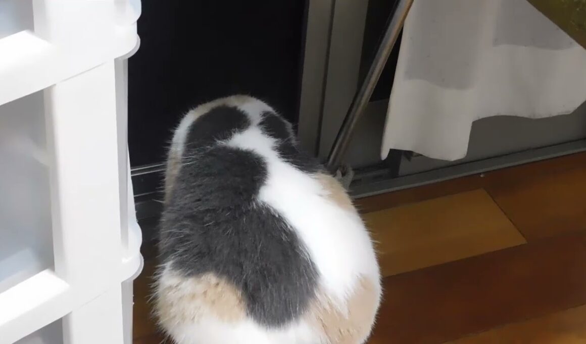珍しい　”背中にハートマークが3つあるねこ”　日本　珍客来訪     背中のハートが特徴　広島県福山市