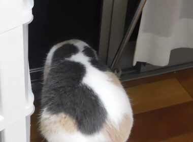 珍しい　”背中にハートマークが3つあるねこ”　日本　珍客来訪     背中のハートが特徴　広島県福山市