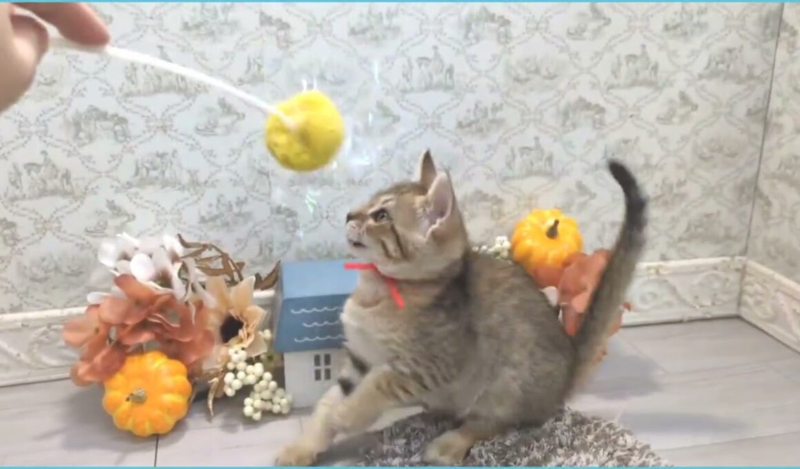 Coo&RIKU　No.00733747 エジプシャンマウ