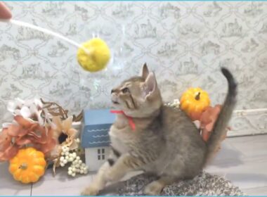 Coo&RIKU　No.00733747 エジプシャンマウ