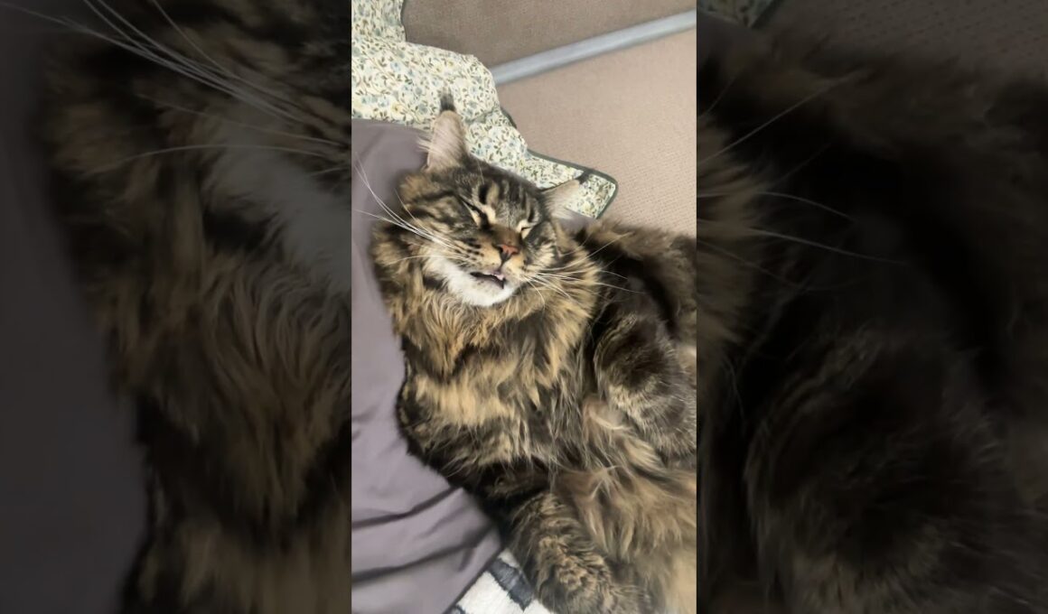 The Maine Coon is dreaming of treats: snoozing in the funniest way. #mainecooncat #funnycats
