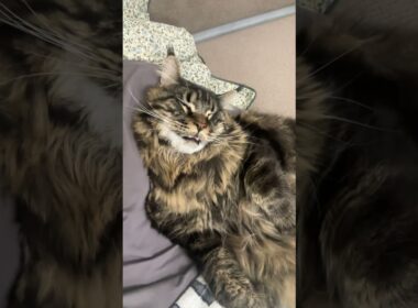 The Maine Coon is dreaming of treats: snoozing in the funniest way. #mainecooncat #funnycats