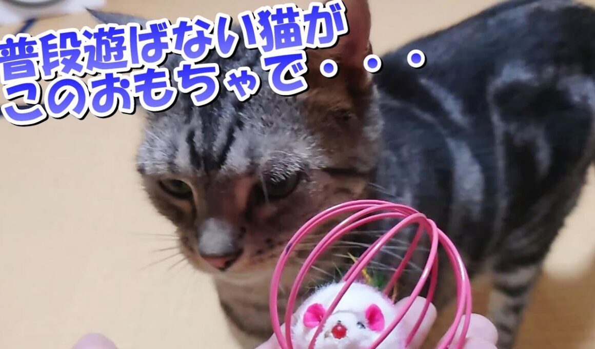 この新しいおもちゃで遊ぶはず！（アメリカンショートヘア）