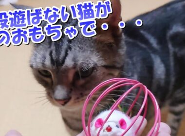 この新しいおもちゃで遊ぶはず！（アメリカンショートヘア）