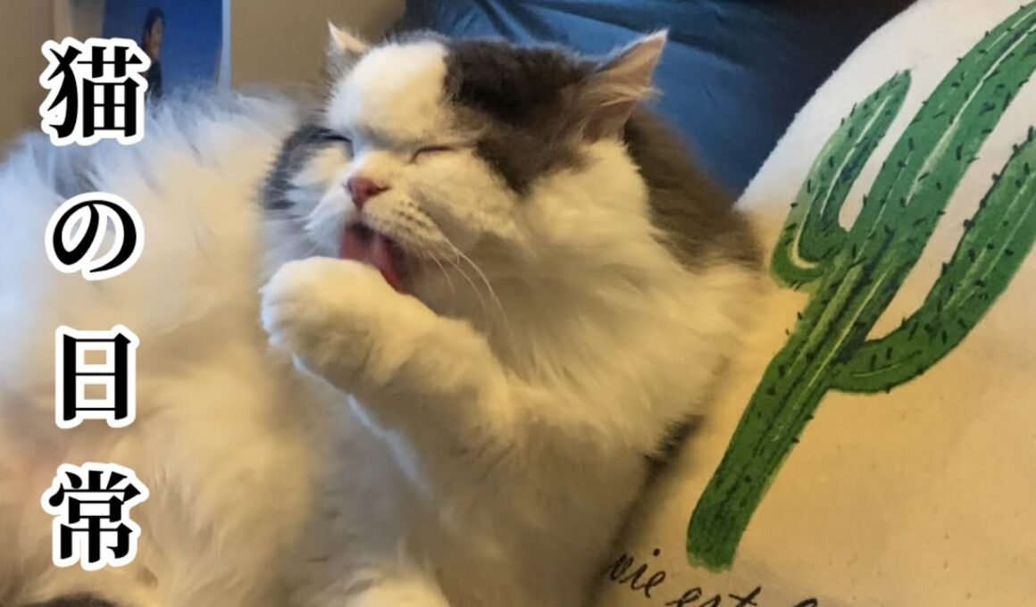 【愛猫の日常#11】◉夕暮れの様子