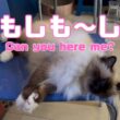 バーマン猫ガブ【もしも〜し】Can you here me?（バーマン猫）Birman/Cat