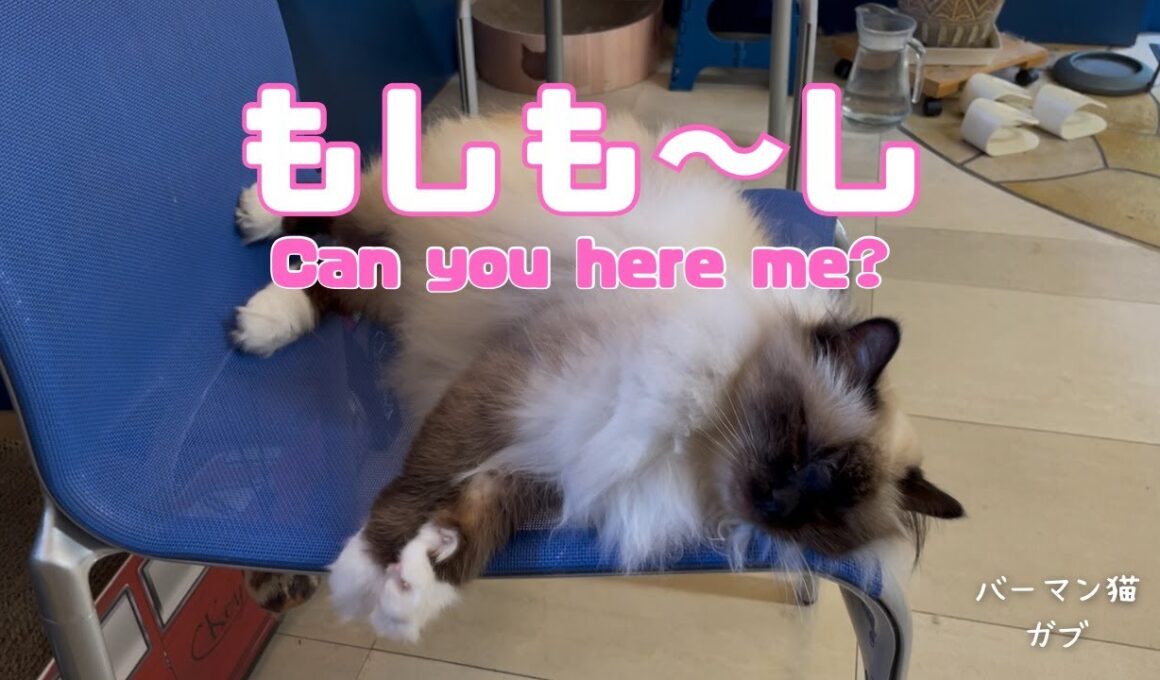バーマン猫ガブ【もしも〜し】Can you here me?（バーマン猫）Birman/Cat