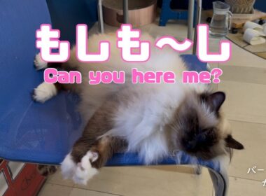 バーマン猫ガブ【もしも〜し】Can you here me?（バーマン猫）Birman/Cat