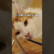 お前のものは俺のもの #メインクーン #猫 #猫のいる暮らし#cat #mainecoon #catlover​  #catshorts​ #cute​ #cutecat​ #fyp​