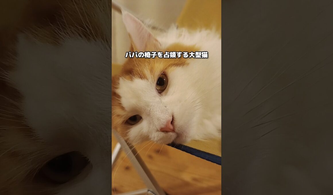 お前のものは俺のもの #メインクーン #猫 #猫のいる暮らし#cat #mainecoon #catlover​  #catshorts​ #cute​ #cutecat​ #fyp​